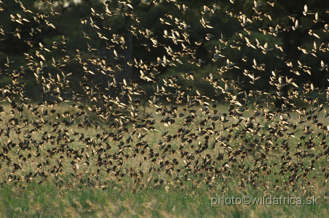 puku rsa 494.jpg - Red-billed Quelea (Quelea quelea)